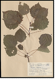 Populus tremula L.