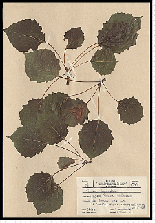 Populus tremula L.