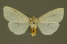 Spilosoma lubricipeda (Linnaeus, 1758)