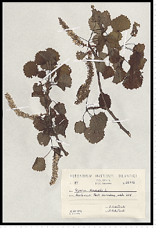 Populus tremula L.