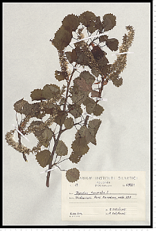 Populus tremula L.