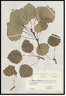 Populus tremula L.