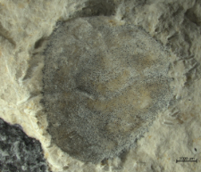 Goniodromites narinosus