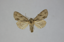 Acronicta psi