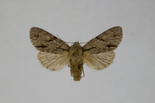 Acronicta psi