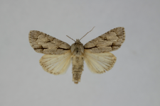 Acronicta psi