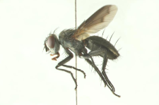 Periscepsia carbonaria (Panzer, 1798)