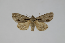 Acronicta psi