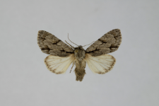 Acronicta psi