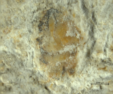 Planoprosopon thiedae