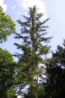 Abies balsamea (L.) Mill.