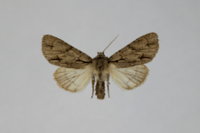 Acronicta psi