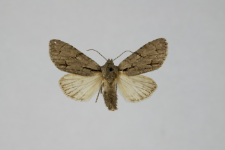 Acronicta tridens