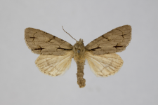 Acronicta tridens