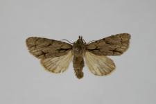 Acronicta tridens