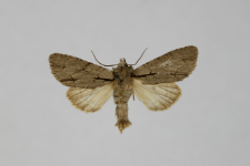 Acronicta tridens