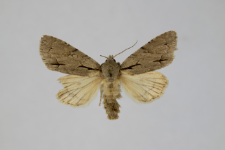 Acronicta tridens