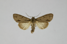 Acronicta tridens