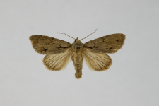 Acronicta tridens