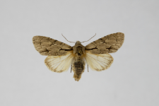 Acronicta tridens