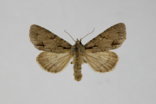 Acronicta tridens