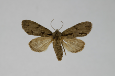 Acronicta tridens