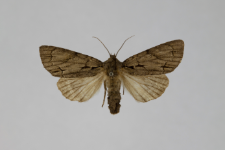 Acronicta tridens