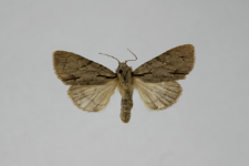 Acronicta tridens