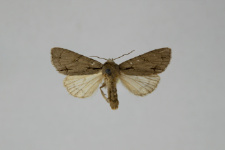 Acronicta tridens