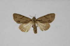 Acronicta tridens