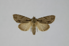 Acronicta tridens