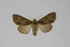 Acronicta tridens