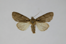 Acronicta tridens