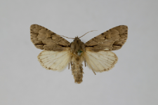 Acronicta tridens