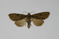 Acronicta tridens