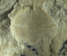 Goniodromites narinosus