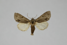 Acronicta psi var.obscura