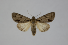 Acronicta psi var.obscura