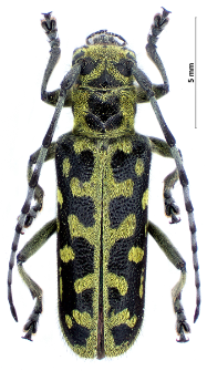 Saperda scalaris (Linnaeus, 1758)