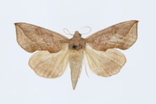 Calyptra thalictri