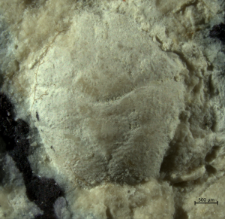 Goniodromites kubai