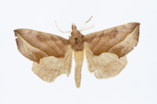 Calyptra thalictri