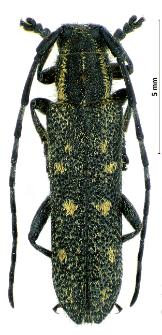 Saperda populnea (Linnaeus, 1758)