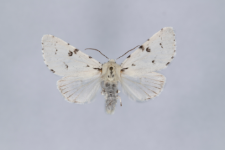 Acronicta leporina