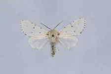 Acronicta leporina