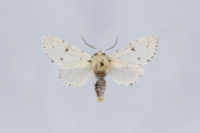 Acronicta leporina