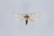 Acronicta leporina