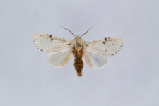 Acronicta leporina