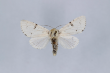 Acronicta leporina