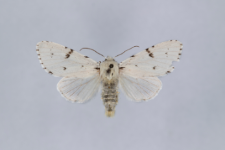 Acronicta leporina